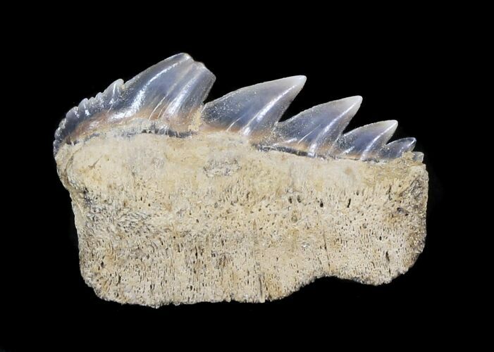Fossil Cow Shark (Notorynchus) Tooth - Maryland #31050